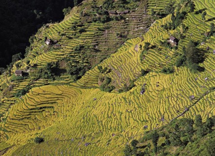 Terraced fields of rice and barley step down a hillside near the village of Sinam in the foothills