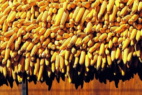 Corn store in the village of Chitre above the Kali Gandaki valley in west Nepal