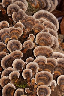 Butterfly stramete zonal white light brown and brown fruiting bodies next to each other on tree