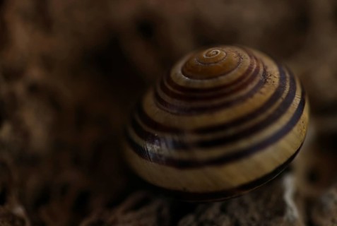 Small snail shell in shades of yellow and brown lies on a colour-matching background of tuff,