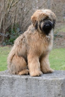 Briard, young, 8 months old