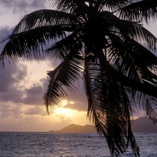 Palm tree in front of the sunset on the beach of La Digue, Seychelles, Africa