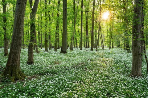 A deciduous forest with white flowering ramson (Allium ursinum) in spring in the evening sun with a