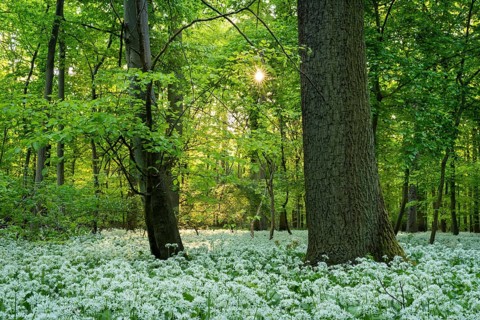 A deciduous forest with white flowering ramson (Allium ursinum) in spring in the evening sun with a