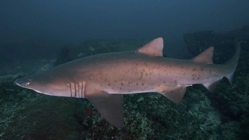 Sand tiger shark (Carcharias taurus) over the reef. Aliwal Shoal Dive Site, Umkomaas, KwaZulu