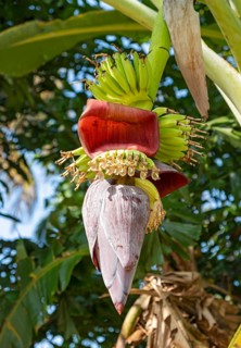 A close-up of a banana tree in bloom, Kerala, India, Asia