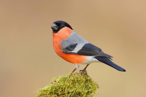 Eurasian bullfinch (Pyrrhula pyrrhula), male, sitting on a branch overgrown with moss, Wildlife,