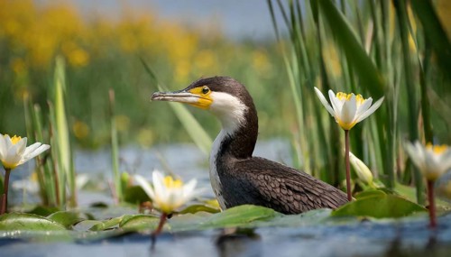 Ai generated, animal, animals, bird, birds, biotope, habitat, an, individual, swims, waters, reeds,