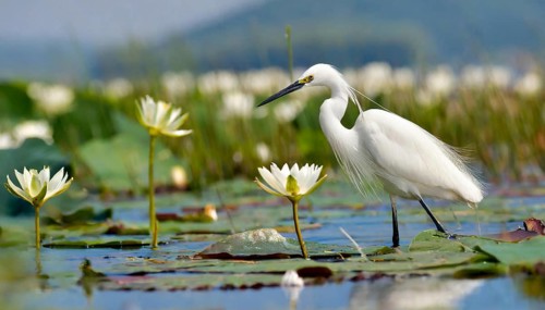 Ai generated, animal, animals, bird, birds, biotope, habitat, a, individual, swims, waters, reeds,