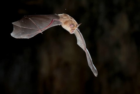 Greater horseshoe bat (Rhinolophus ferrumequinum) in flight, bat threatened with extinction in