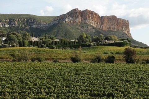 Vineyards in front of Cap Canaille, Cassis, Bouches-du-Rhone, Provence, France, Europe