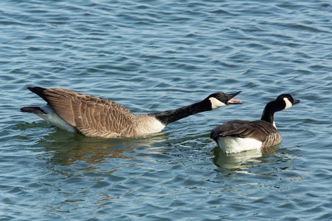 Canada goose two birds with open beak and stretched neck swimming side by side in water on the