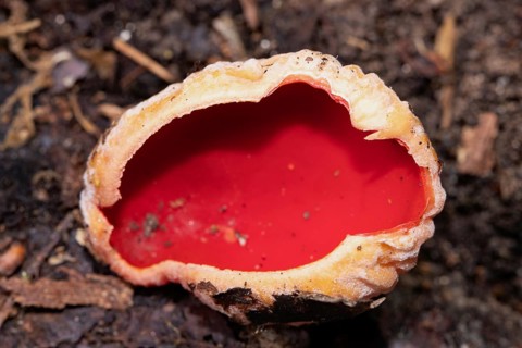 Austrian Goblet red fruiting body on soil