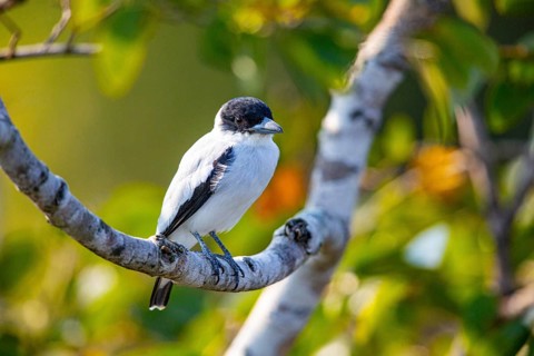 Black-crowned Tityra (Tityra inquisitor inquisitor) Pantanal Brazil