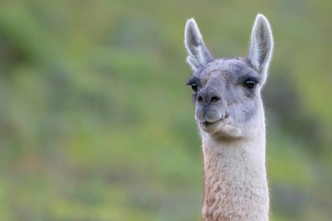 Guanaco (Llama guanicoe), Huanaco, adult, animal portrait, Torres del Paine National Park,