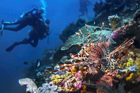 Lionfish, (Pterois miles), with diver, Wakatobi Dive Resort, Sulawesi, Indonesia, Asia