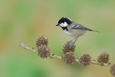 Coal tit (Parus ater), sitting on cones of a larch (Larix), Wilnsdorf, North Rhine-Westphalia,