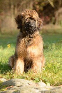 Briard, young, 4 months old