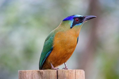 Blue-crowned motmot (Momotus momota) Pantanal Brazil
