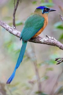 Blue-crowned motmot (Momotus momota) Pantanal Brazil