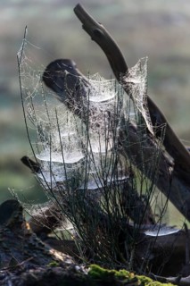 Cobwebs in the early morning with dewdrops, Ruesselsheim am Main, Hesse, Germany, Europe