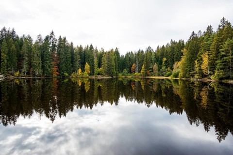 Lake and autumn forest, Mathisleweiher, near Hinterzarten, Black Forest, Baden-Wuerttemberg,