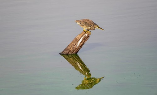 Mangrove heron (Butorides striata atricapilla), sitting on a tree stump in the water and lurking