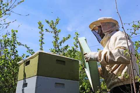 Beekeeper works on his hive