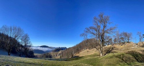 Solitary tree at the Lauchweid, behind Lauchflue, clearing on the second Jura chain, Eptingen,