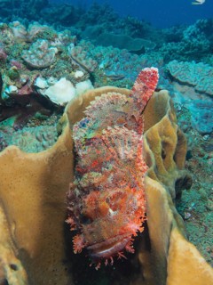 A fringed dragonhead (Scorpaenopsis oxycephala) resting in a sponge, Sodwana Bay National Park dive