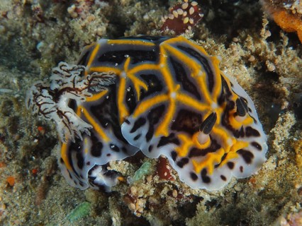 South African Halgerda (Halgerda wasinensis), star snail, dive site Sodwana Bay National Park,