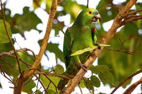 Blue-fronted Amazon (Amazona aestiva (Pantanal Brazil