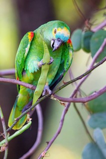 Blue-fronted Amazon (Amazona aestiva (Pantanal Brazil