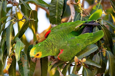 Blue-fronted Amazon (Amazona aestiva (Pantanal Brazil