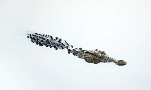 Nile crocodile (Crocodylus niloticus) in water with reflection, Kruger National Park, South Africa,