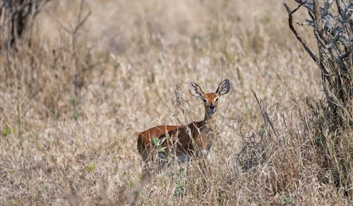 Steenbok (Raphicerus campestris) in tall grass, alert, adult female, Kruger National Park, South