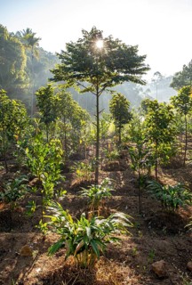 Silhouetted against the sun, trees emerge in a cardamom plantation near Munnar, Kerala, India, Asia