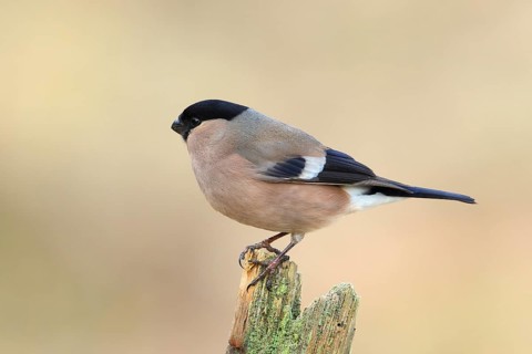 Eurasian bullfinch (Pyrrhula pyrrhula), female, sitting on old picket fence, Wildlife, Animals,