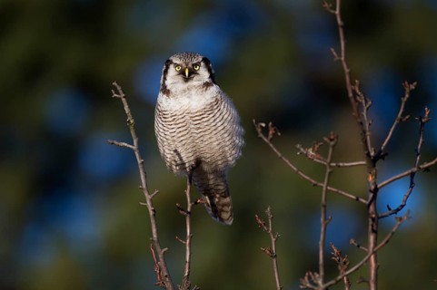 Northern hawk owl (Surnia ulula) in a hide, errant, Saxony, Germany, Europe
