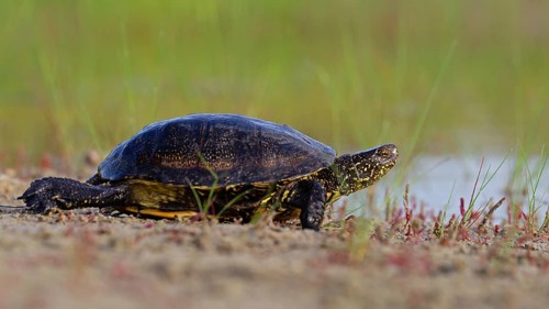 European pond turtle (Emys orbicularis), Danube Delta Biosphere Reserve, Romania, Europe