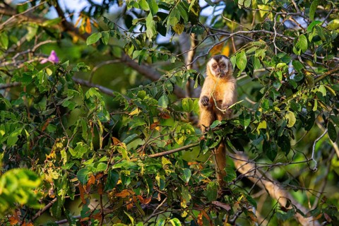 Crested capuchin (Cebus apella) Pantanal Brazil