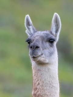 Guanaco (Llama guanicoe), Huanaco, adult, animal portrait, Torres del Paine National Park,