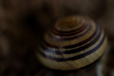 Small snail shell in shades of yellow and brown lies on a colour-matching background of tuff,