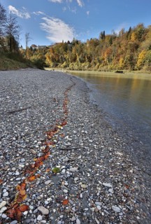Red beech leaves lie in a row on grey stones by a river in autumn, in the background a castle