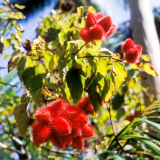 Seychelles, Mahe, flora, red blossom, Africa