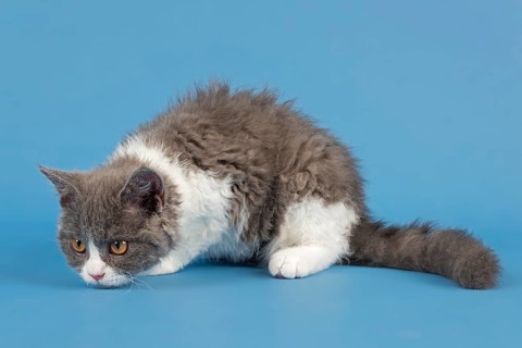 Pedigree cat Selkirk Rex. Kitten, age 10 weeks, colour blue white, studio picture