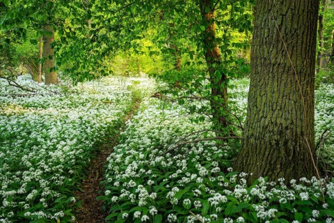 A path leads through a deciduous forest with white flowering ramson (Allium ursinum) in spring in