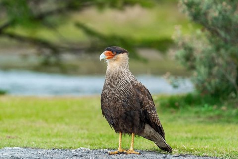 Southern crested caracara (Caracara plancus) standing on the ground, Tierra del Fuego National