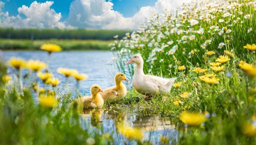 KI generated, animal, animals, bird, birds, biotope, habitat, one, single animal, foraging,