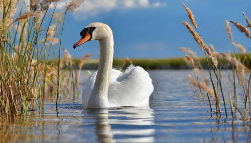 Ai generated, animal, animals, bird, birds, biotope, habitat, one, individual, swims, waters,